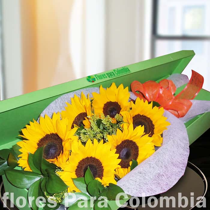 caja girasoles x 6