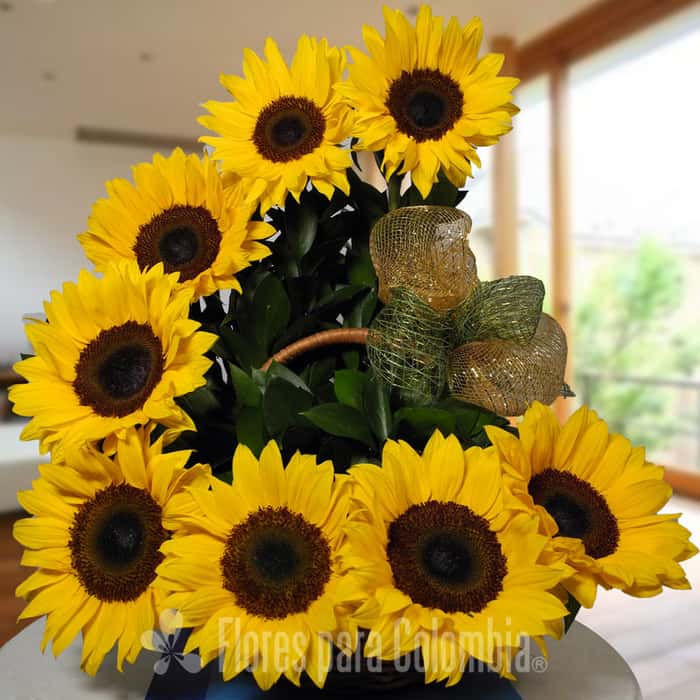 letra c girasoles x 8