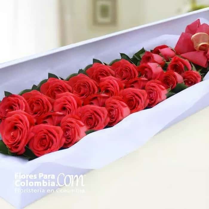 caja rosas rojas x 24